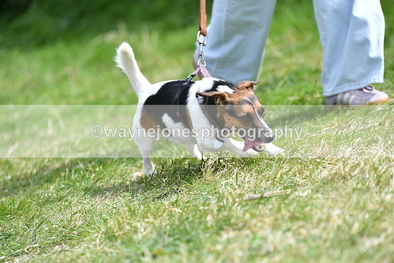 WJ5_0435 - Class 7 Best Terrier