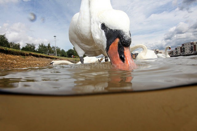  - UK and International Urban Wildlife