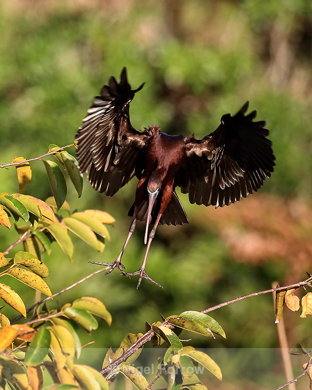 Glossy Ibis close to landing, Wakodahatchee Wetlands, Florida - Glossy Ibis