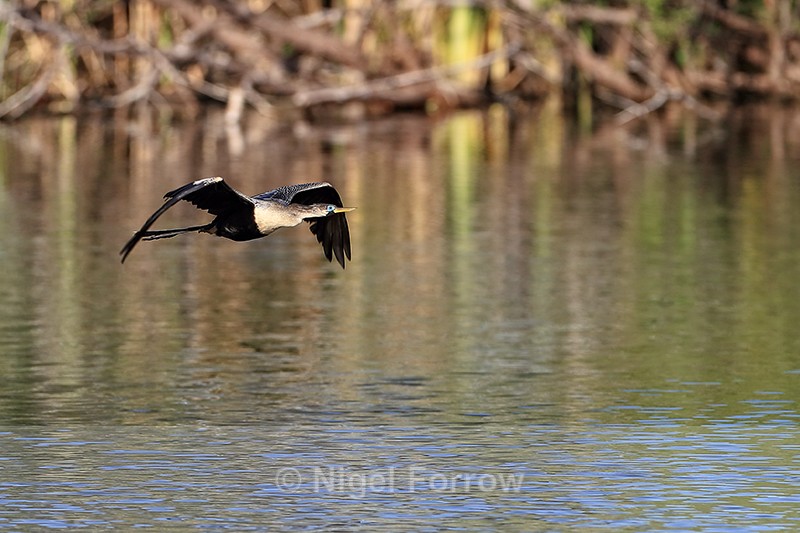 Anhinga flying low over water, Venice Rookery, Florida - Anhinga