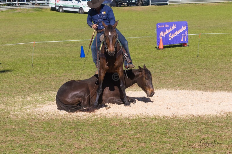 Guy McLean 8. 0A3A9327 - 2025 Senic Rim Clydesdale Spectacular