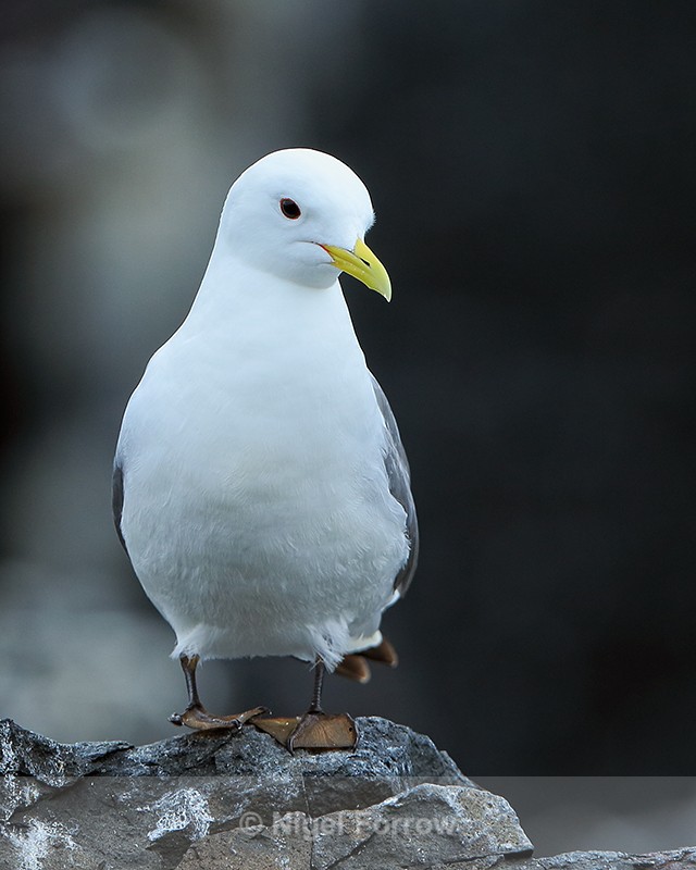 Black-legged Kittiwake, Farne Islands - Kittiwake