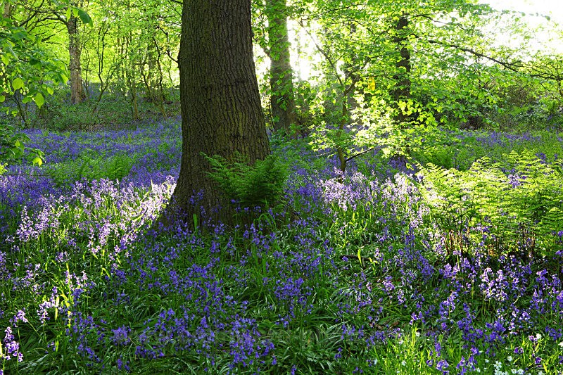 Bluebells in Houghall wood, Durham City   ref 5232 - County Durham