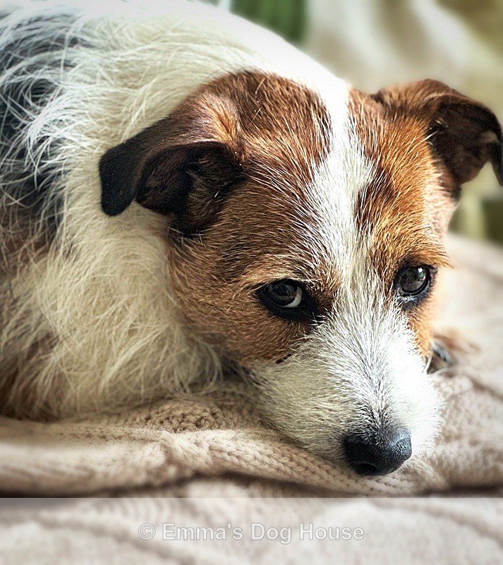  - Pawtraits