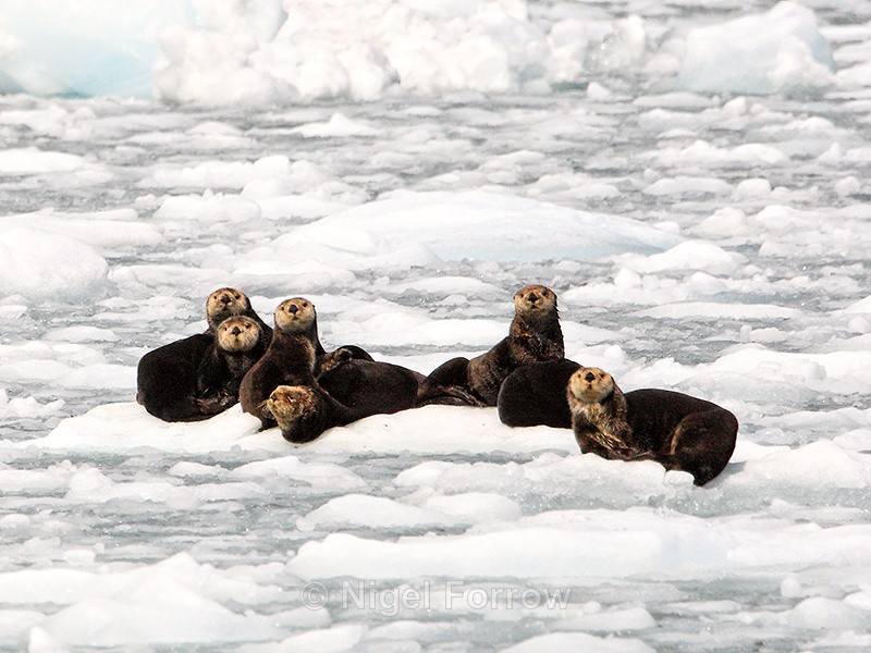 Sea Otters resting on an ice floe, Prince William Sound, Alaska - Otter