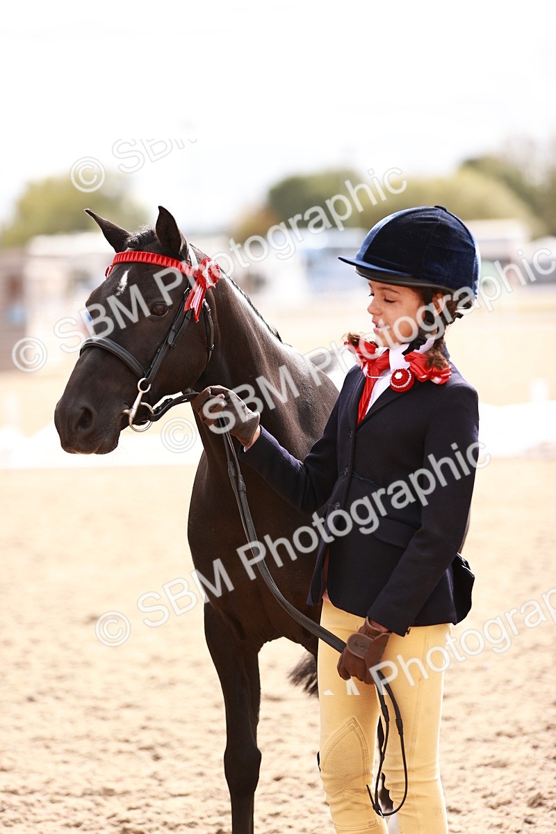 SBM_18332 - Class 417 - Handsome Gelding (IH or Ridden - JNR)
