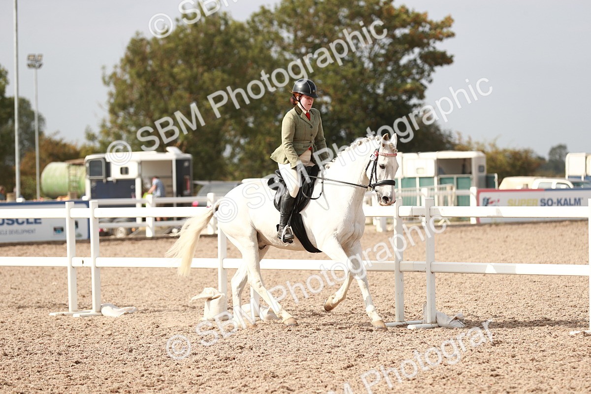 SBM_17480 - Class 215 Ridden Hack/ Riding Horse