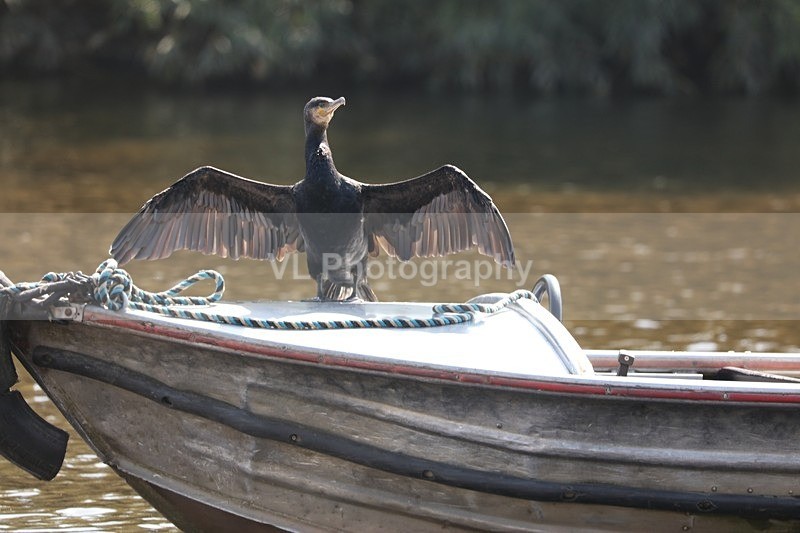 Cormorant 15 - Animals, Birds etc