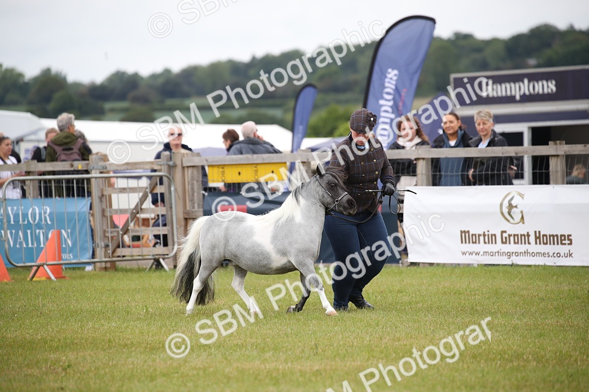 SBM_03893 - Class 23-25 - British Miniature Horse of the Year