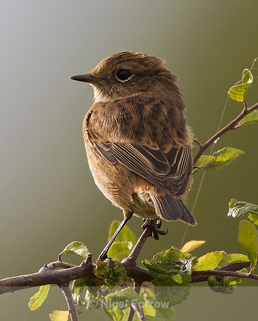 Stonechat (female) perched on hawthorn branch - Stonechat
