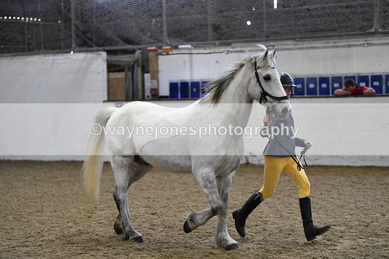 WJ5_4549 - Class 3 Part Bred In hand