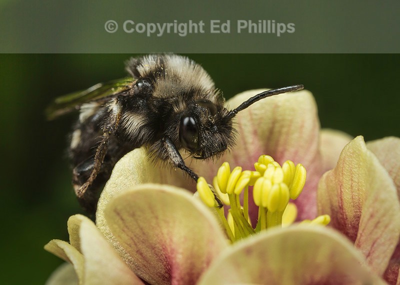 Melecta albifrons (f)