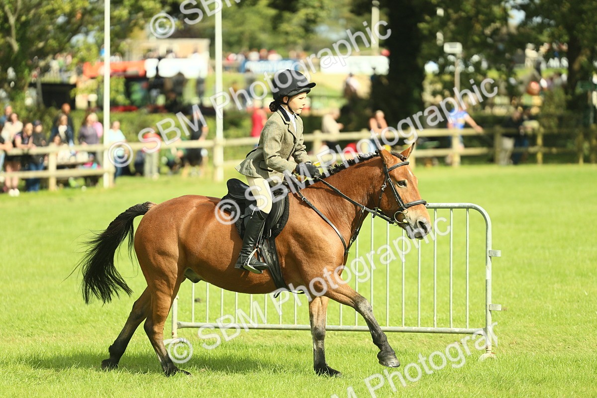 SBM_44832 - S31 - Working Hunter Pony