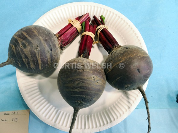 selected107 - EARLSTON FLOWER SHOW. 2025