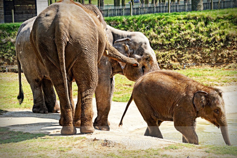 DSC08442 - Fauna