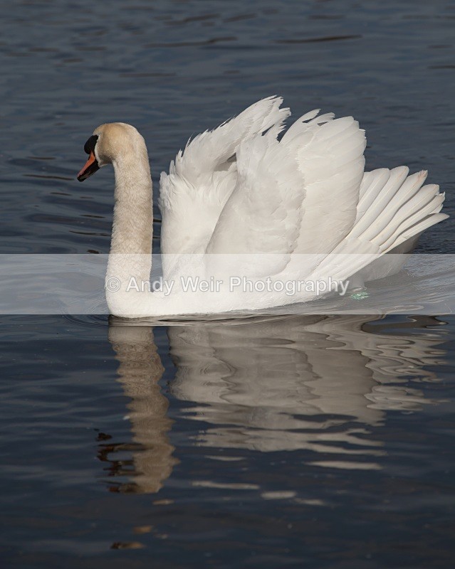 20110410-IMG_1586 - Mute Swan