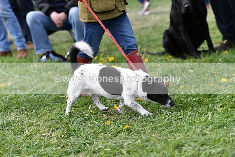 WJ5_0320 - Class 7 Best Terrier