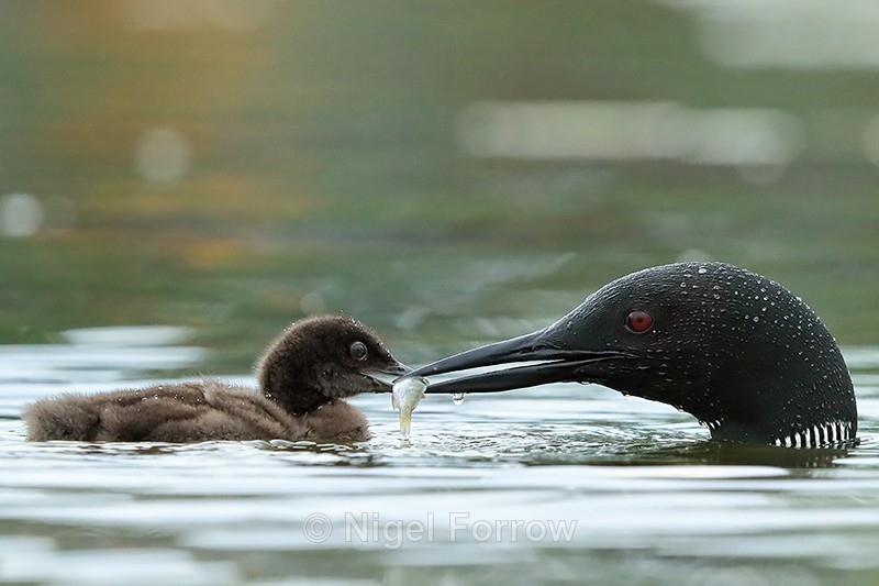 Common Loon chick grabs fish from parent, Minnesota, USA - Great Northern Diver