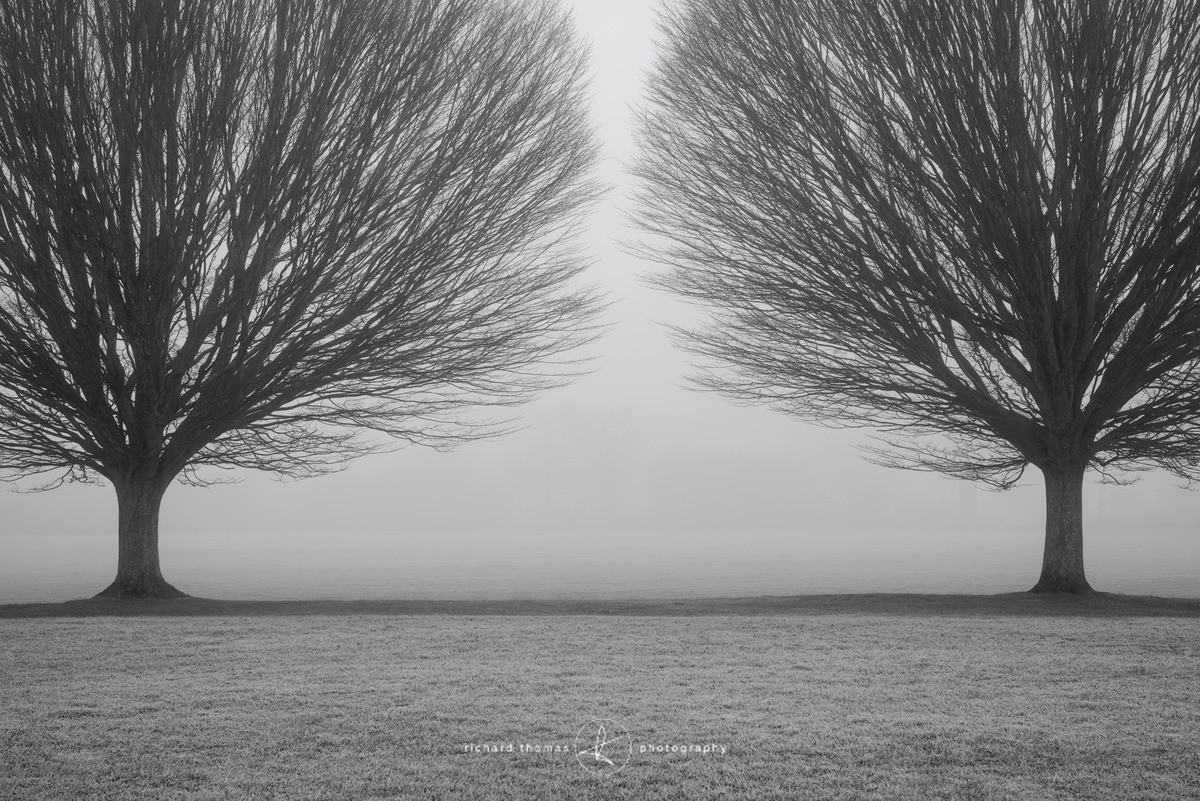 Fastigiata Two - Fastigiata