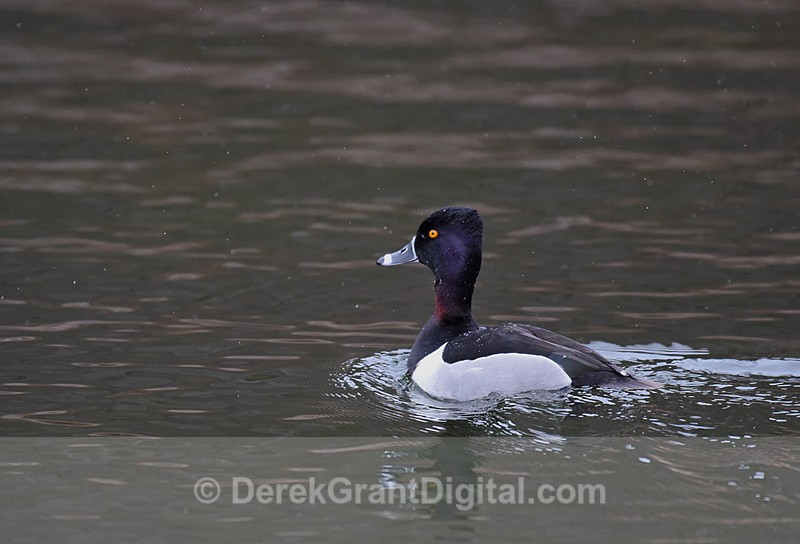 Aythya affinis Lesser Scaup Nonbreeding Male