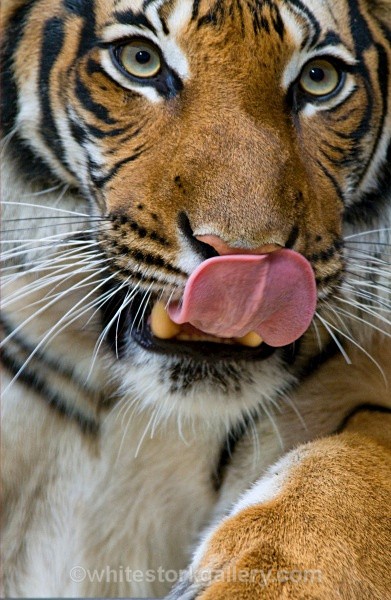 Tiger - Wildlife and Animals