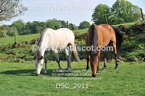 DSC_2911 - ARCHIVE REQUEST - Quincy and Guinness