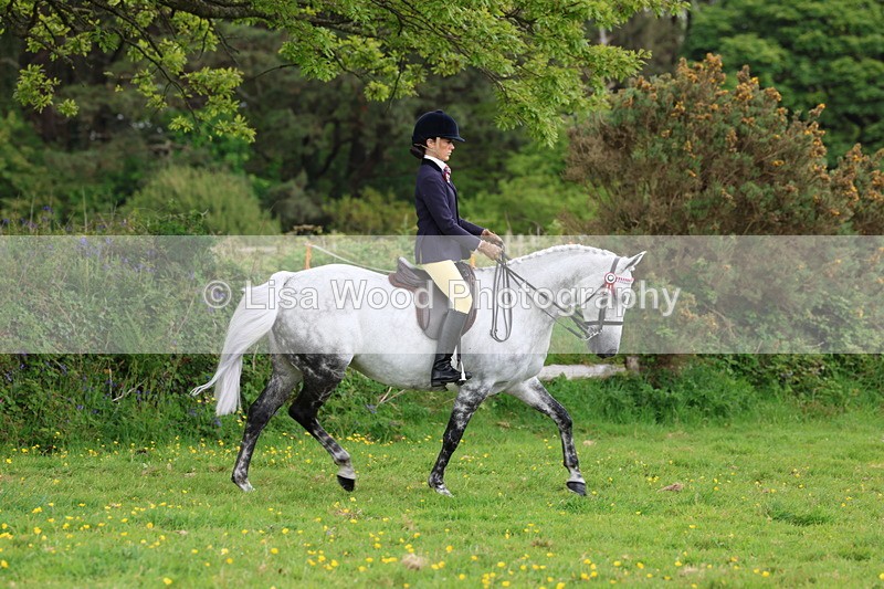 3E7A2062 - Class 11: Ridden Arab