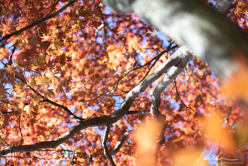 DSC_7235 - Trees