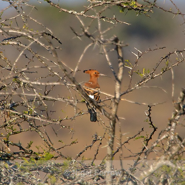 African Hoopoe perched in a tree - African Hoopoe