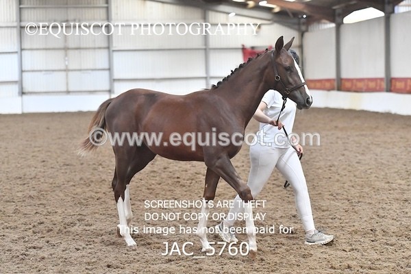 JAC_5760 - 11 Pandora of Westoak