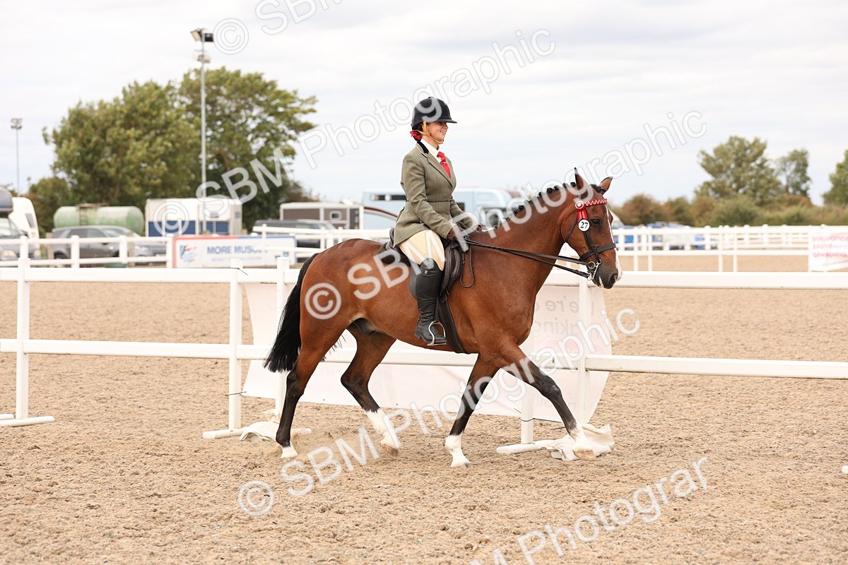 SBM_17311 - Class 214 - Ridden Hack Riding Horse