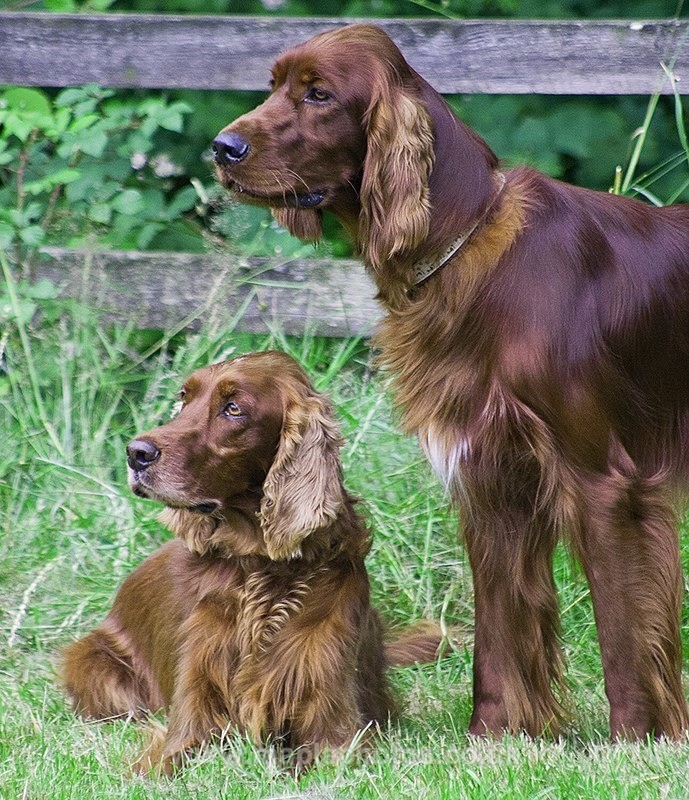 Red Setters taking a break. - Dogs!