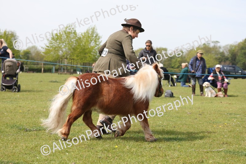 20260426-3178 - Class 26 - Shetland Ponies and Minitures