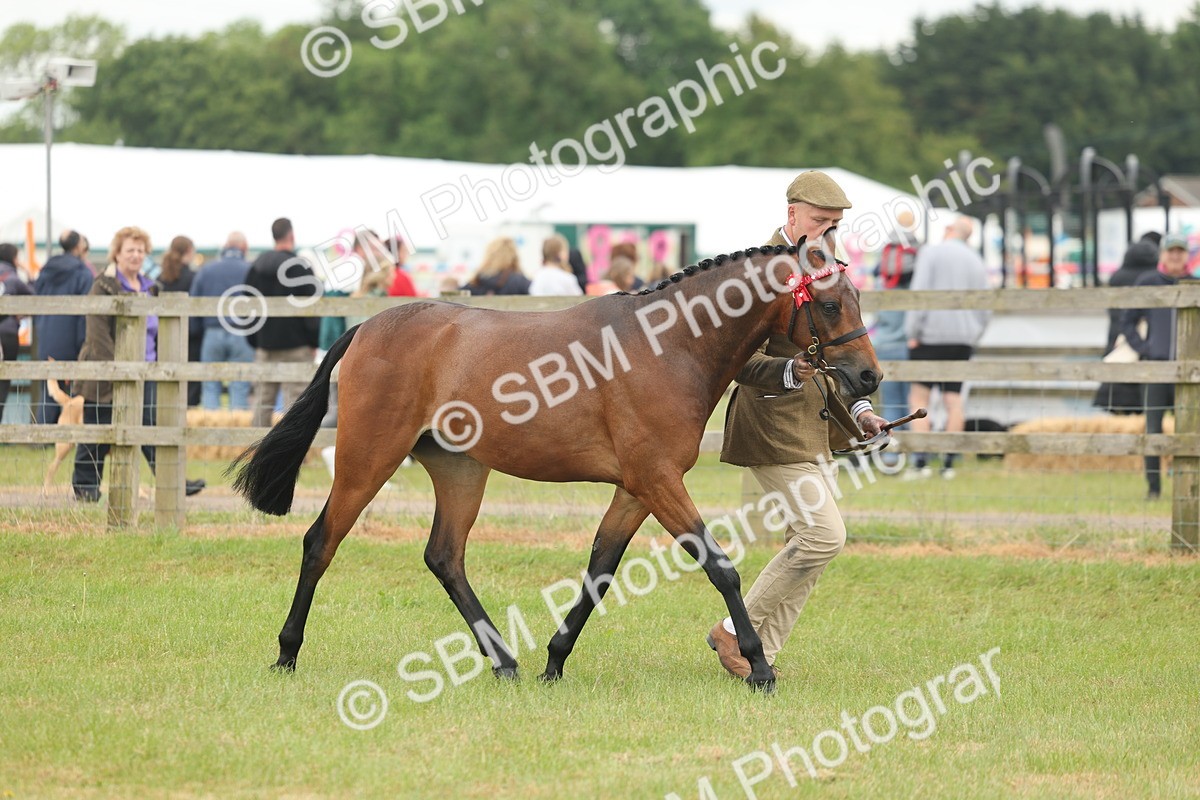 SBM_05443 - Class 68-73 - Riding Pony Breeding