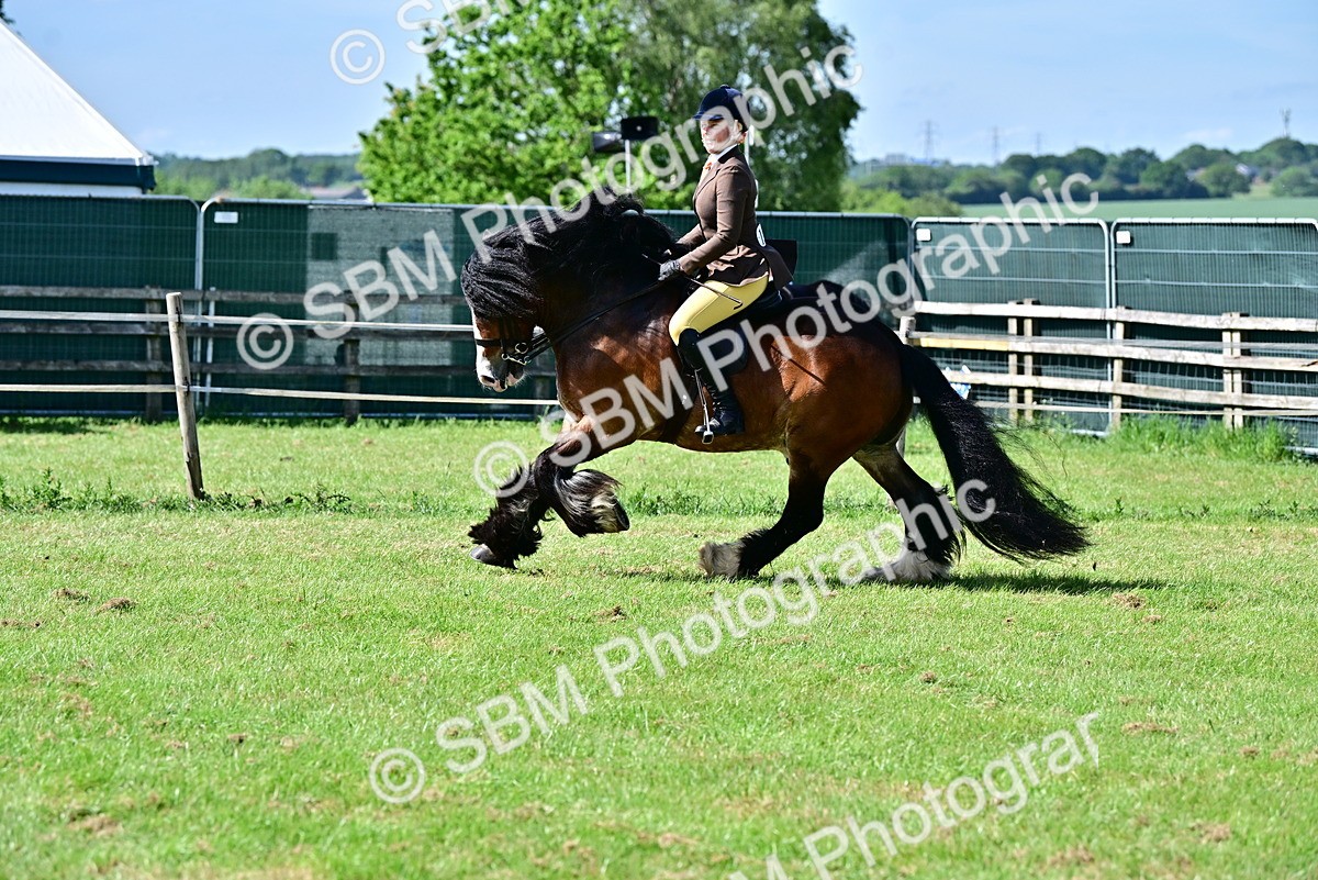 SBM_09335 - Class 63-65 - Traditional Gypsy Cobs In Hand & Ridden