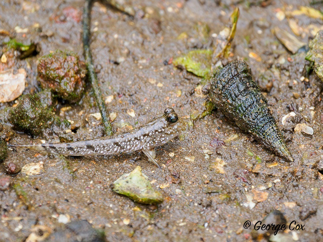 Red Cheeked Cordonbleu - Gambia 2025