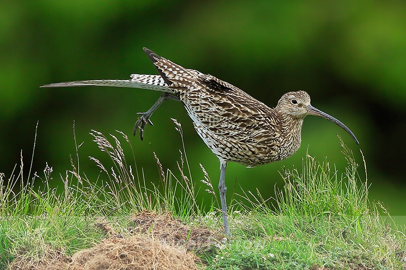 Curlew having a stretch, Scotland - Curlew