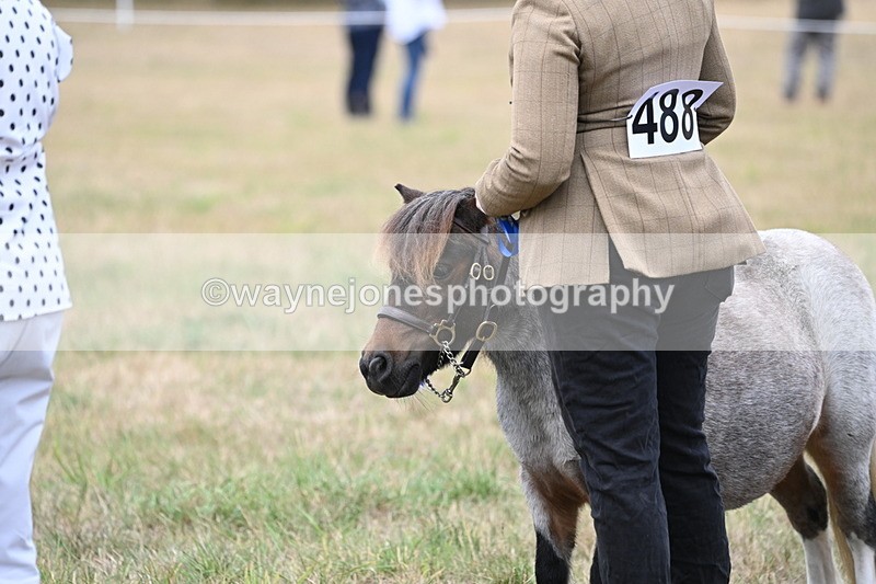 WJ6_5811 - Class 18 In-hand Coloured