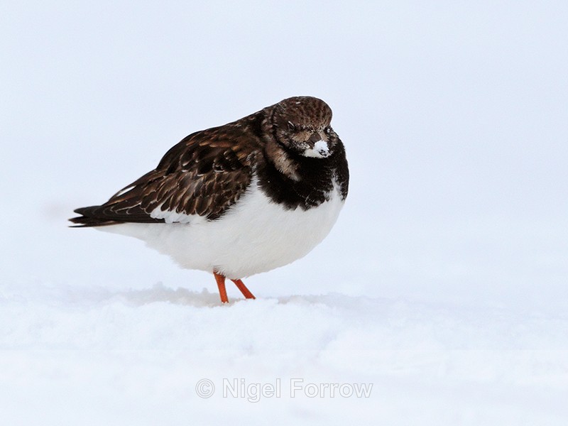 Turnstone in the snow at Salthouse Marshes - Turnstone