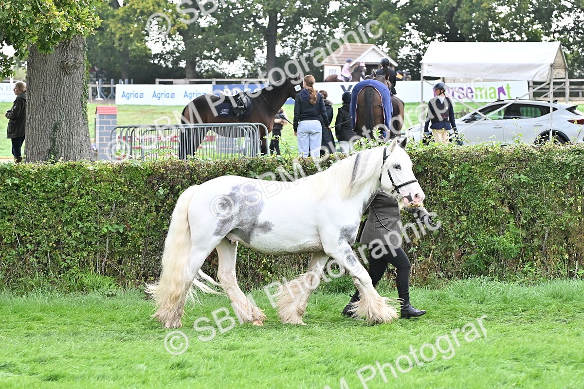 SBM_56951 - S45 - Coloured Pony In Hand