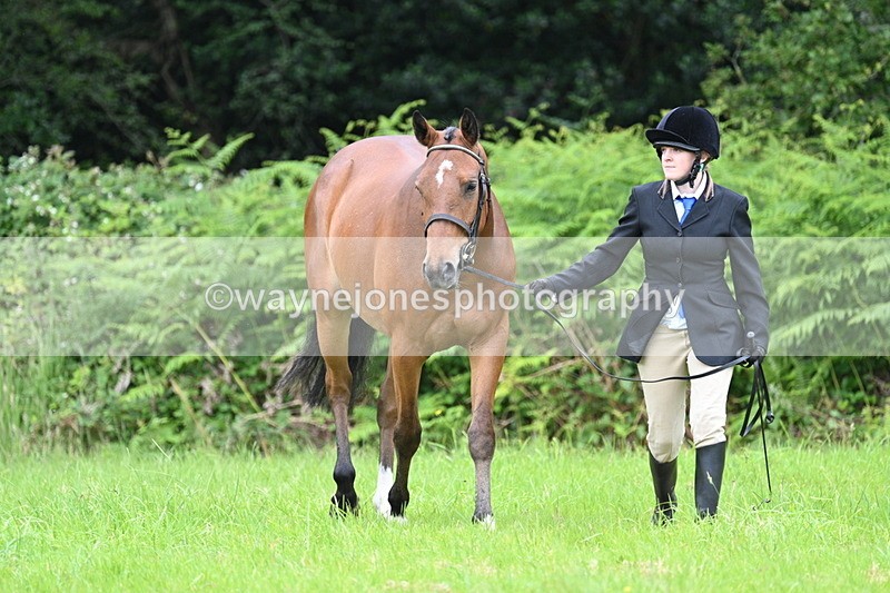 WJ7_3801 - Class 14A Handsome Gelding