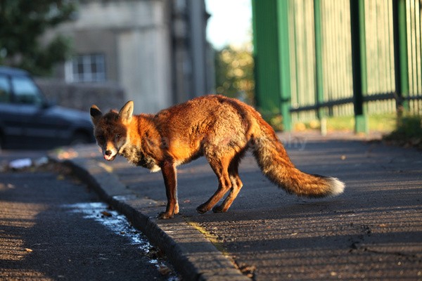  - Urban Foxes, Bristol, Great Britain