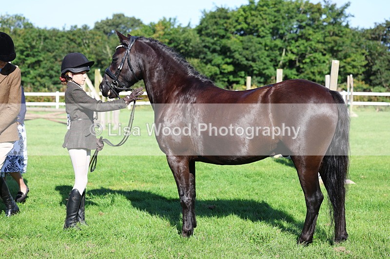 3E7A7672 - Class 1: Novice Working Hunter Pony