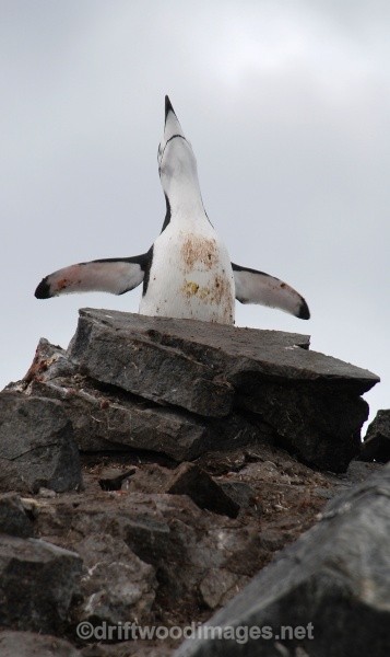 Chinstrap cheerleader, Half Moon Island - Antarctica