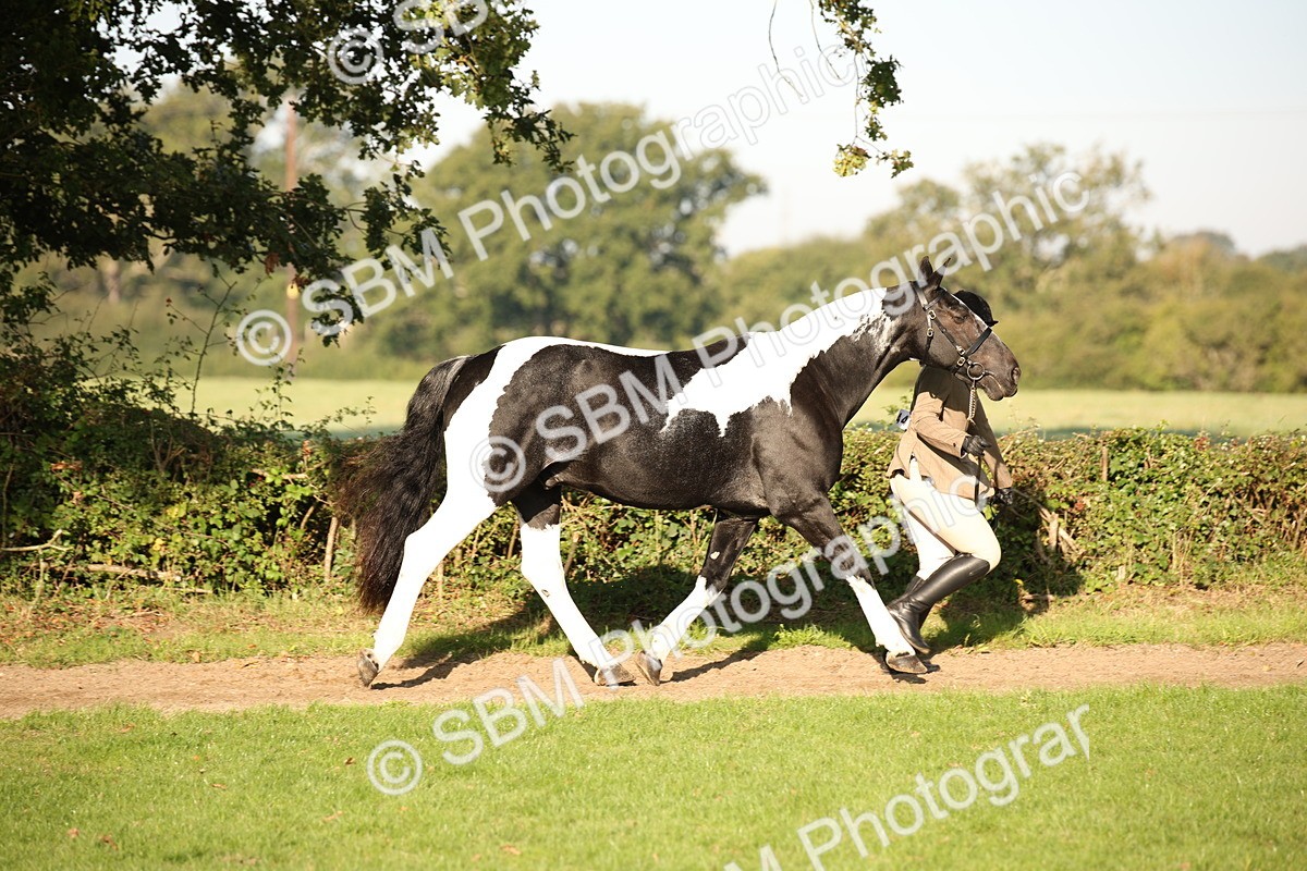 SBM_58690 - S51 - Piebald & Skewbald Horse In Hand