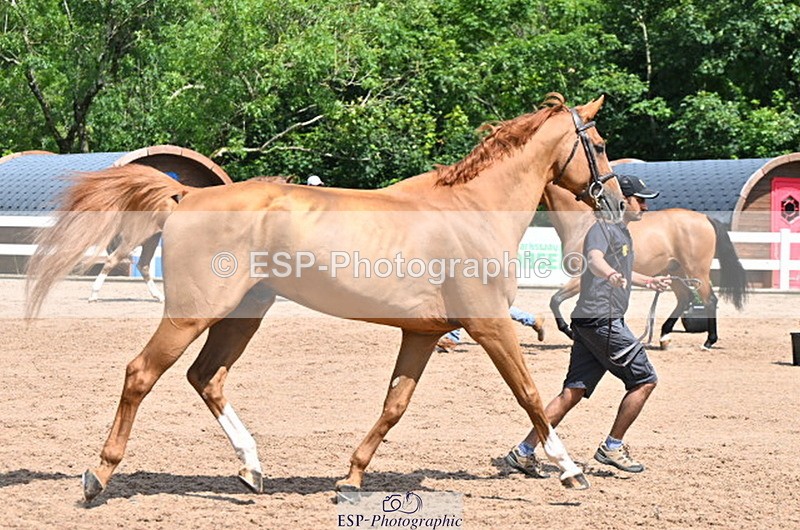 240718A-105249-01192 - Trot Up 12pm to 1pm