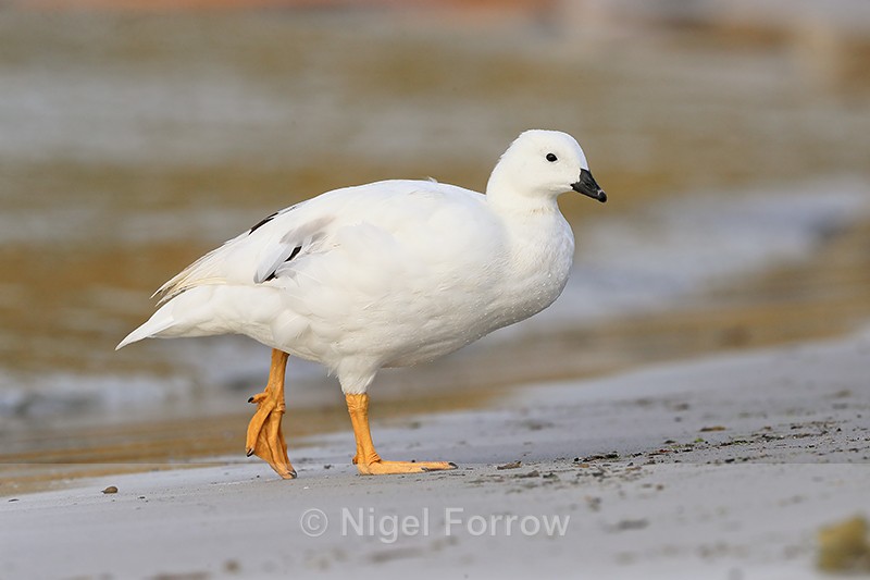 Kelp Goose (male) on beach, Carcass Settlement, Falklands - Kelp Goose