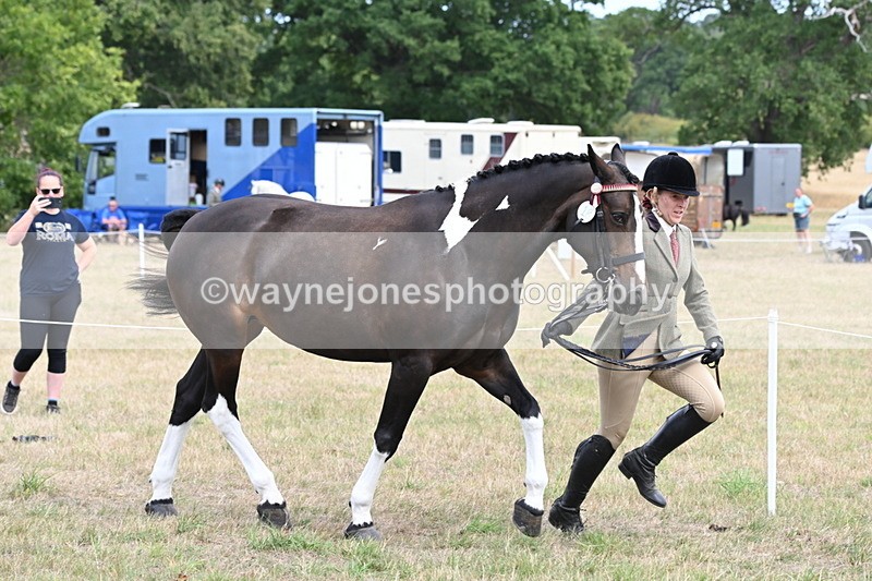 WJ6_5860 - Class 19 In-hand Veterans (Uploaded correct folder)