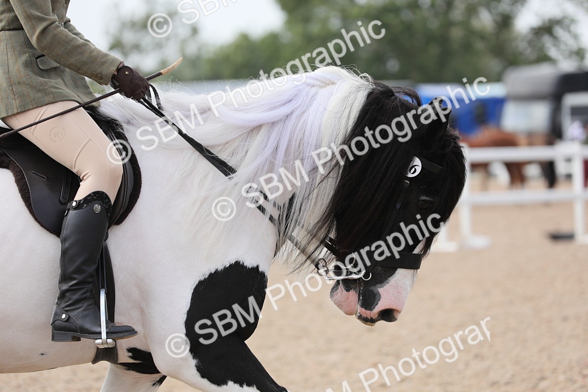 SBM_13371 - Class 308 Ridden Coloured Horse