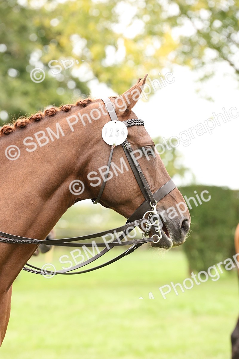 SBM_64326 - S65 - Riding Horse & Hack & Thoroughbred Ridden